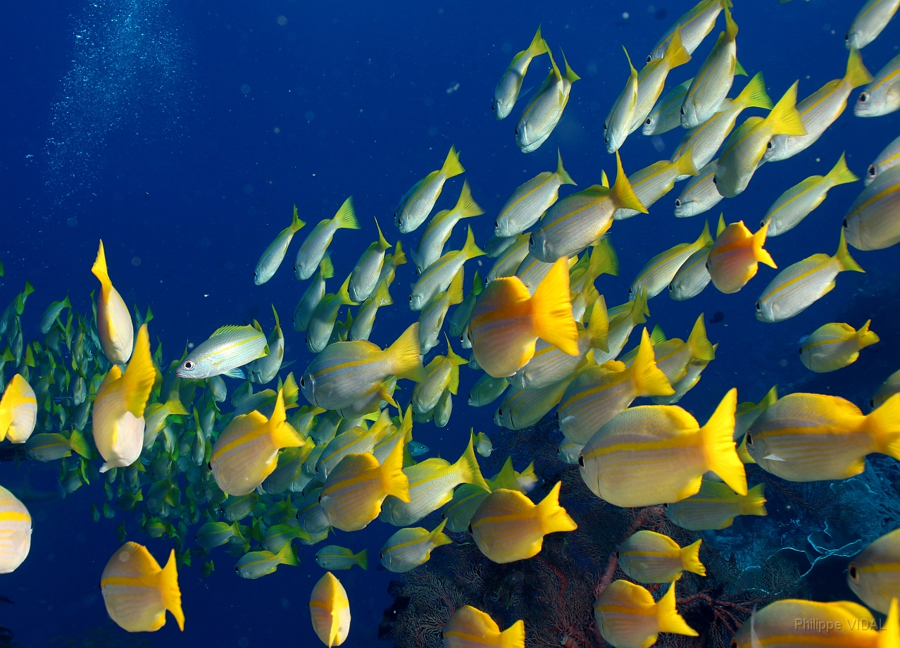 Raja Ampat 2016 - Lutjanus lutjanus - Bigeye snapers - Vivaneaux gros yeux - IMG_4276_rc.jpg